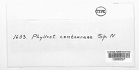 Phyllosticta centaureae image